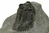 Coltraneia Trilobite Fossil - Huge Faceted Eyes #225326-5